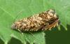 Enarmonia formosana